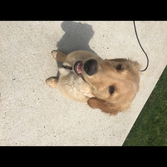 Meet your Posher, Morgan - Picture 1 of 1